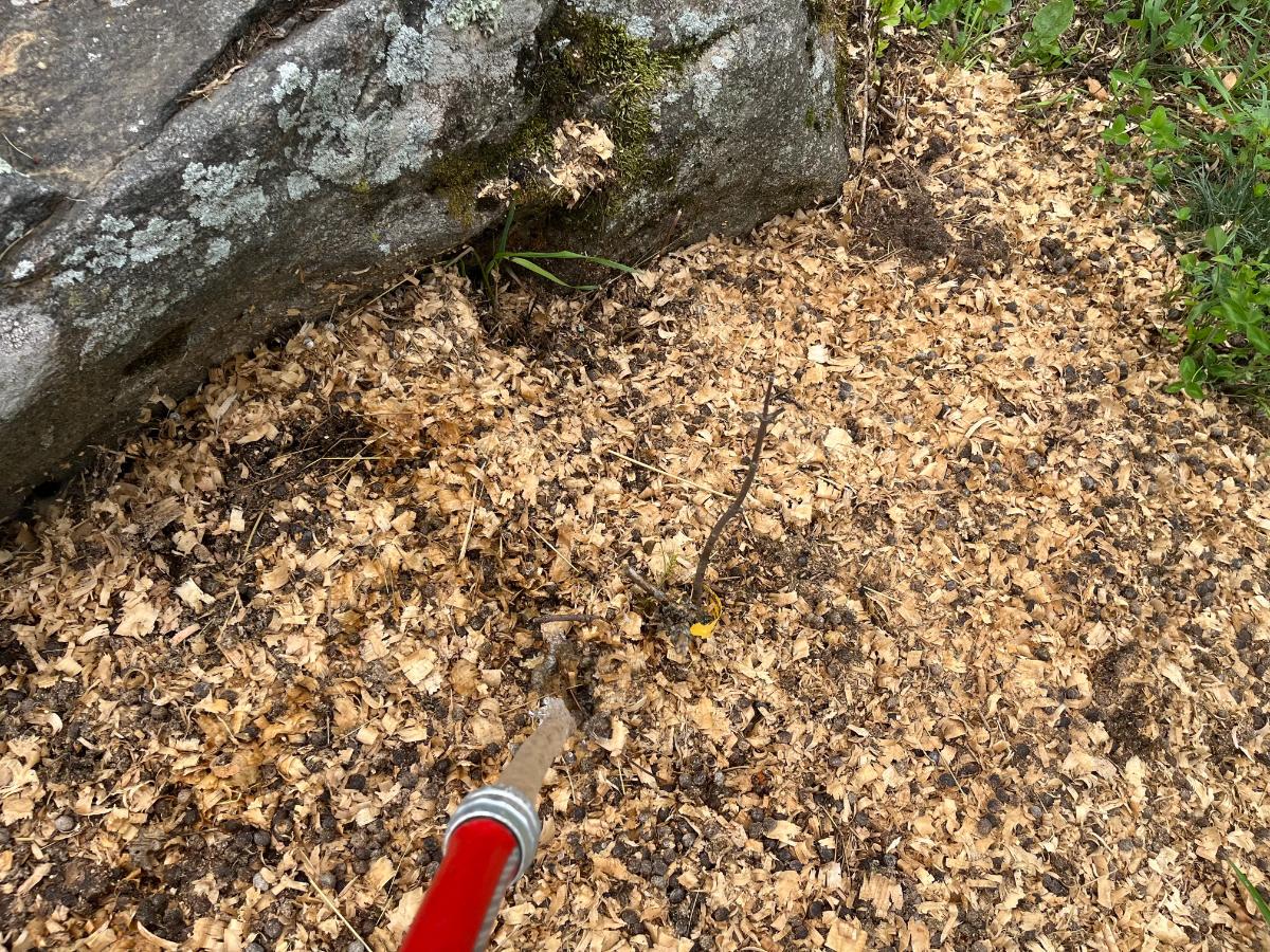 Watering a recently transplanted elderberry