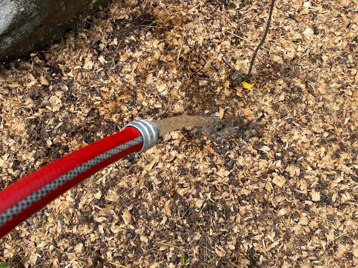 Watering summer planted perennials