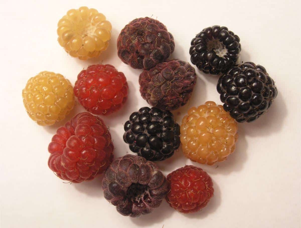 Colored raspberry varieties