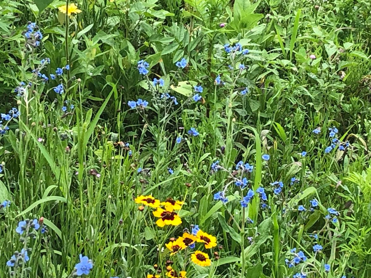 Flowers in a wildflower meadow