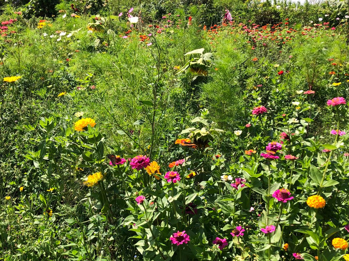 Home wildflower meadow