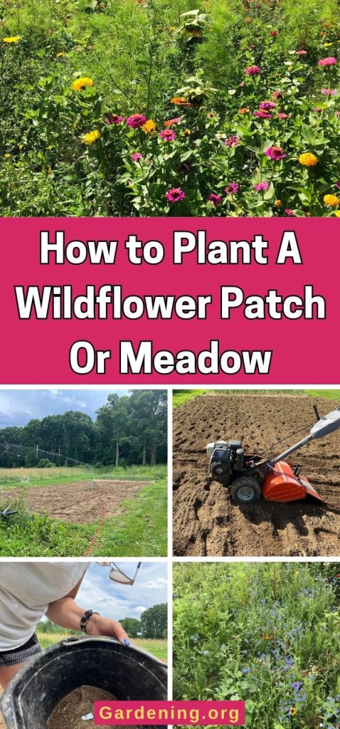 How to Plant A Wildflower Patch Or Meadow pinterest image.