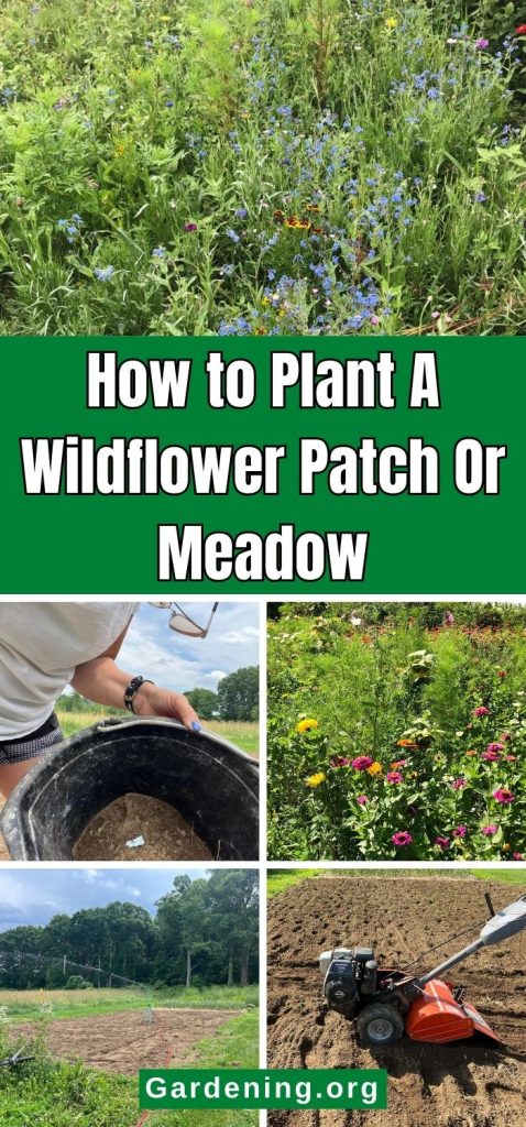 How to Plant A Wildflower Patch Or Meadow pinterest image.