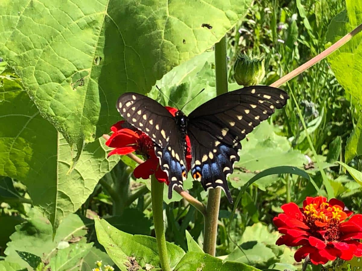 A butterfly feeds in a wildflower patch