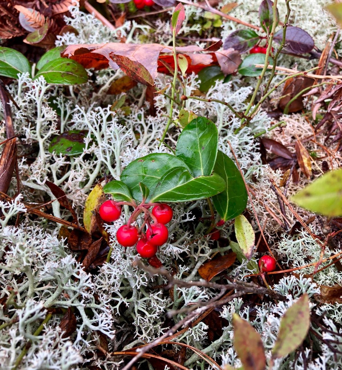 Wintergreen plant with berries