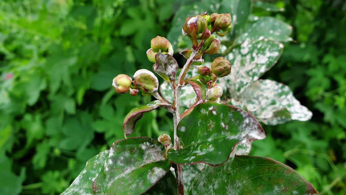 Powdery mildew on a plant