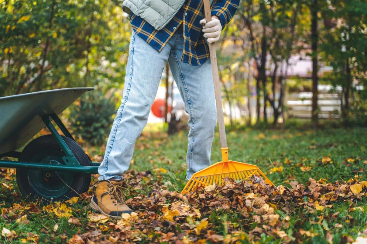 Cleaning up fall leaves