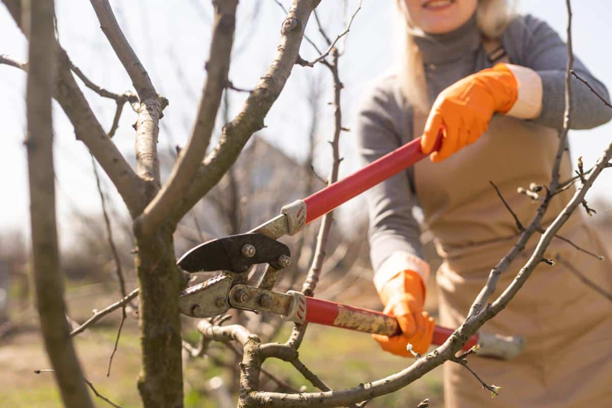 Pruning tree branches