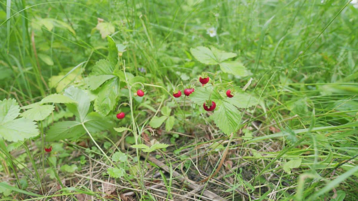 Fruiting ground cover plants