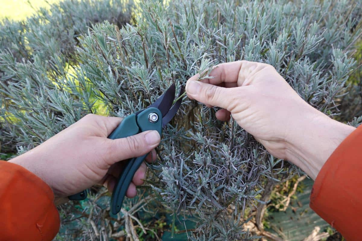 Taking cuttings of rosemary plants