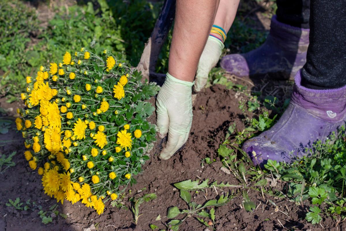 Planting fall mums in the ground