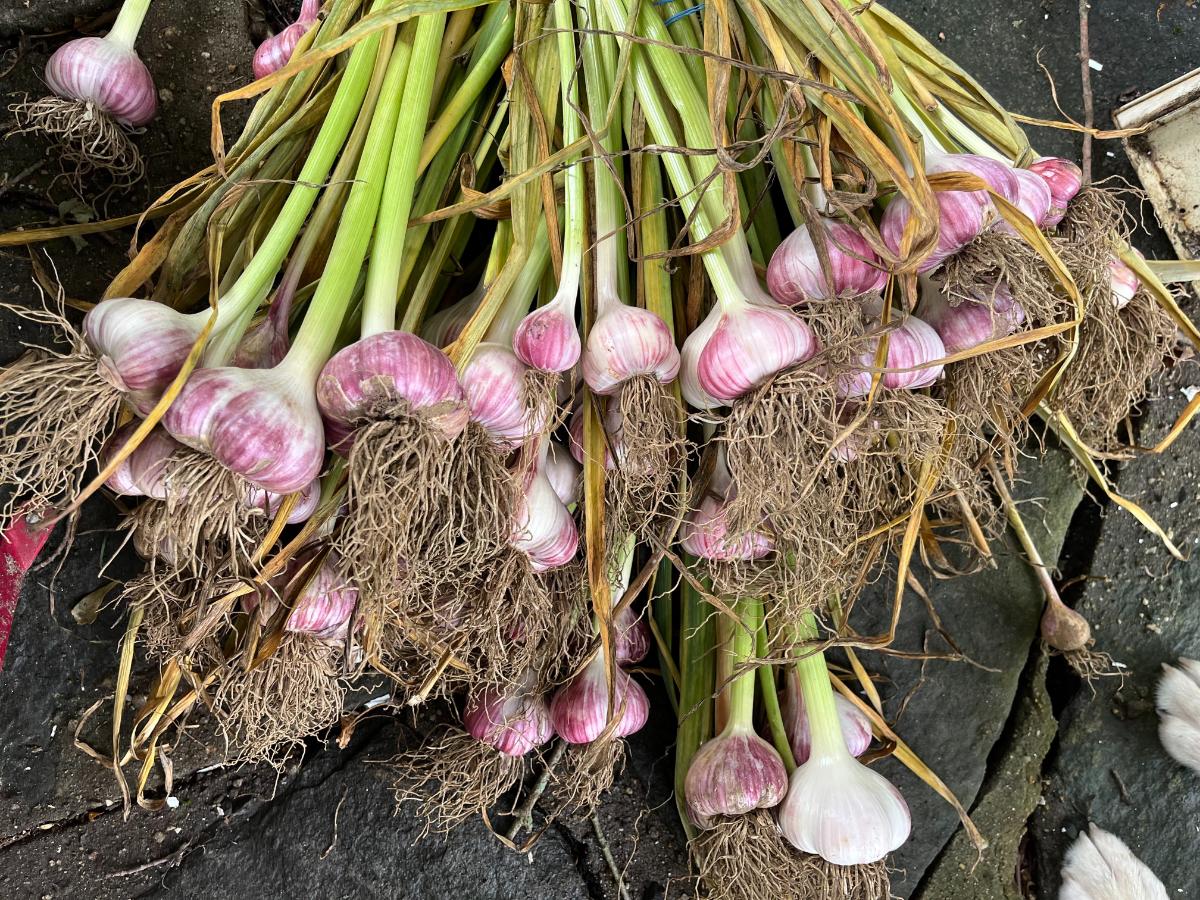 Clean garlic bulbs ready to cure