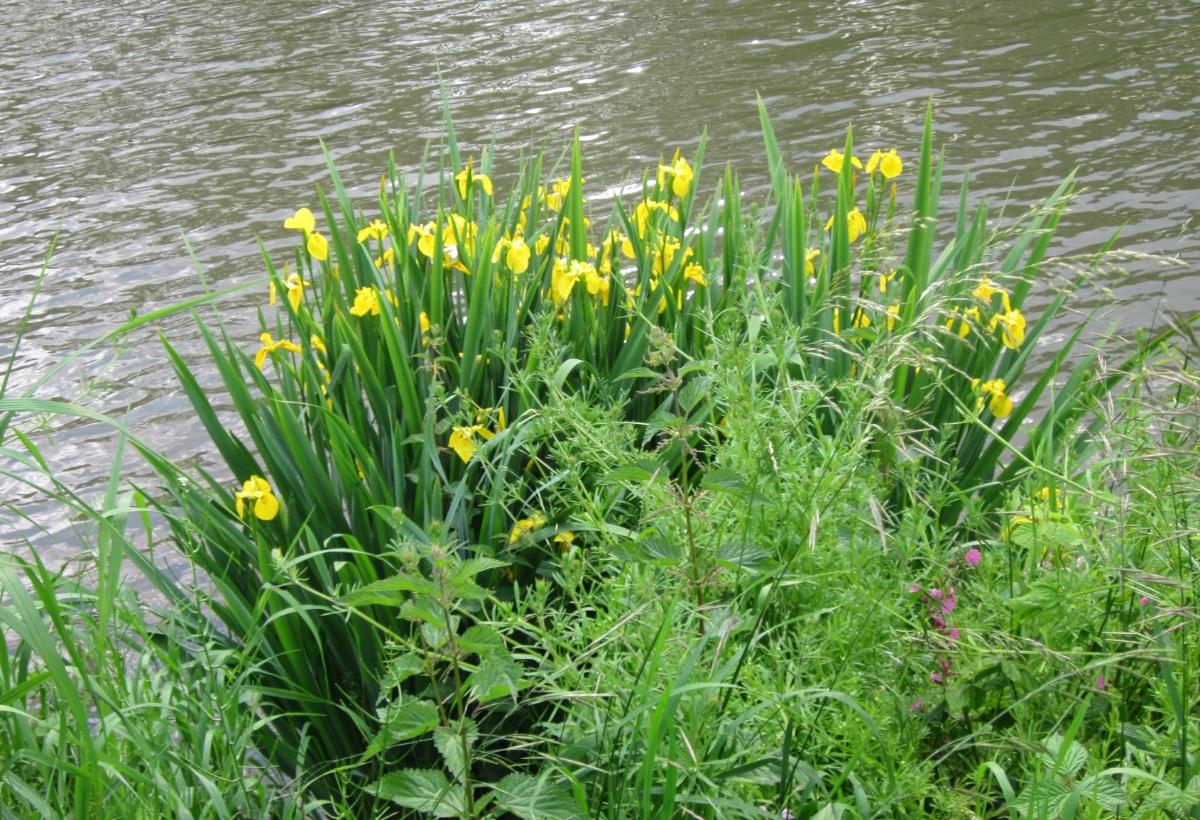 Yellow flag Iris next to water