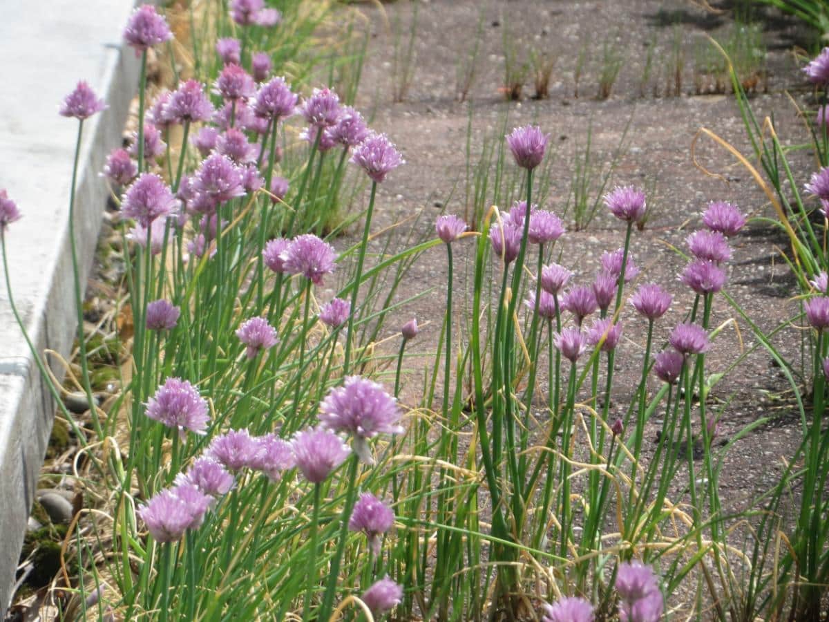 Purple flowering chives