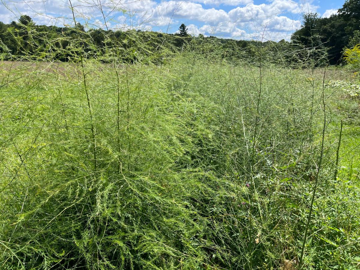 Mature asparagus plants with fern like leaves