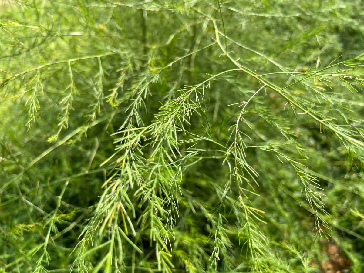 Leaves on an asparagus plant