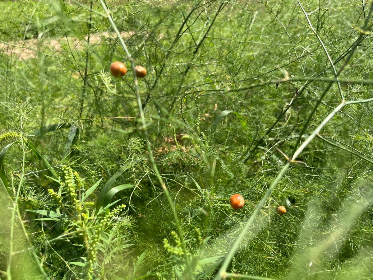 Red berries on asparagus plants