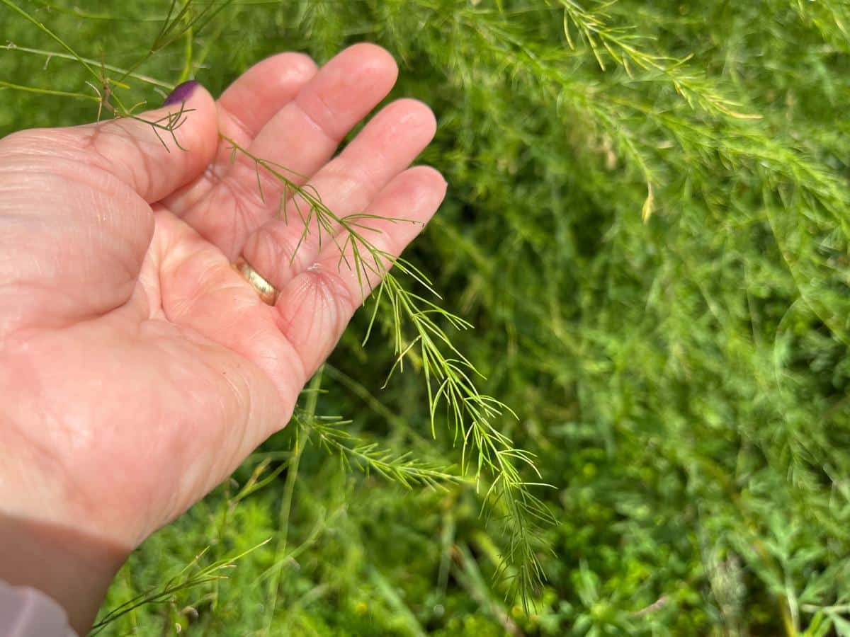 Stripping leaves from asparagus plants