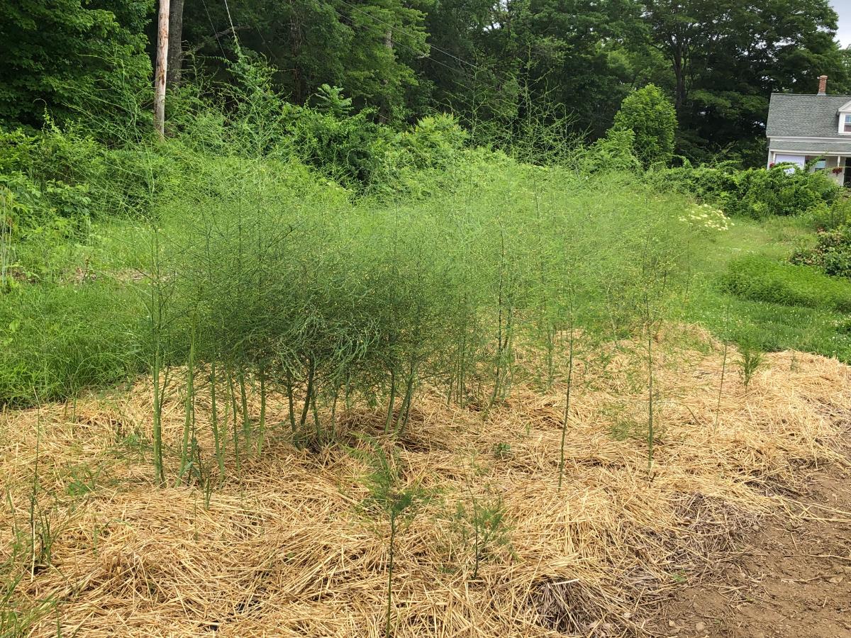 A patch of mulched mature asparagus plants