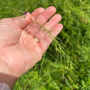 Holding asparagus fern/leaves.