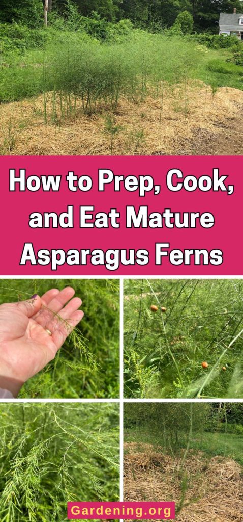 How to Prep, Cook, and Eat Mature Asparagus Ferns pinterest image.