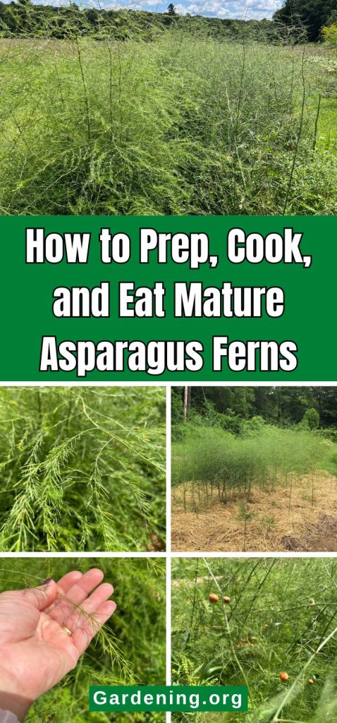 How to Prep, Cook, and Eat Mature Asparagus Ferns pinterest image.