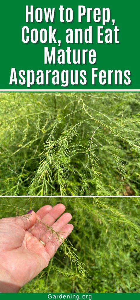 How to Prep, Cook, and Eat Mature Asparagus Ferns pinterest image.