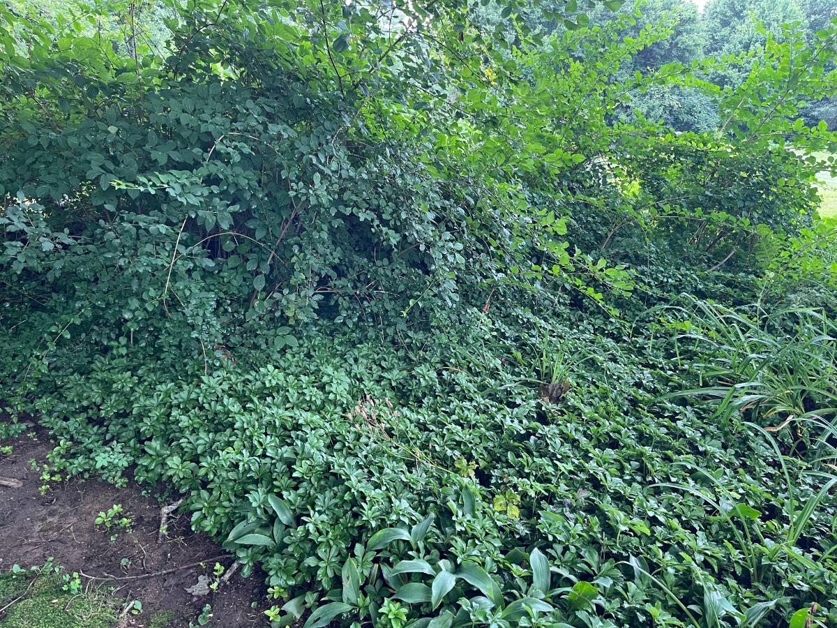 A perennial bed ready for chop and drop trimming