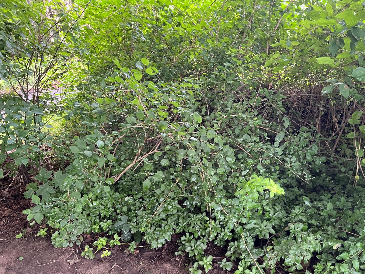 Natural insect and bird habitat in the garden