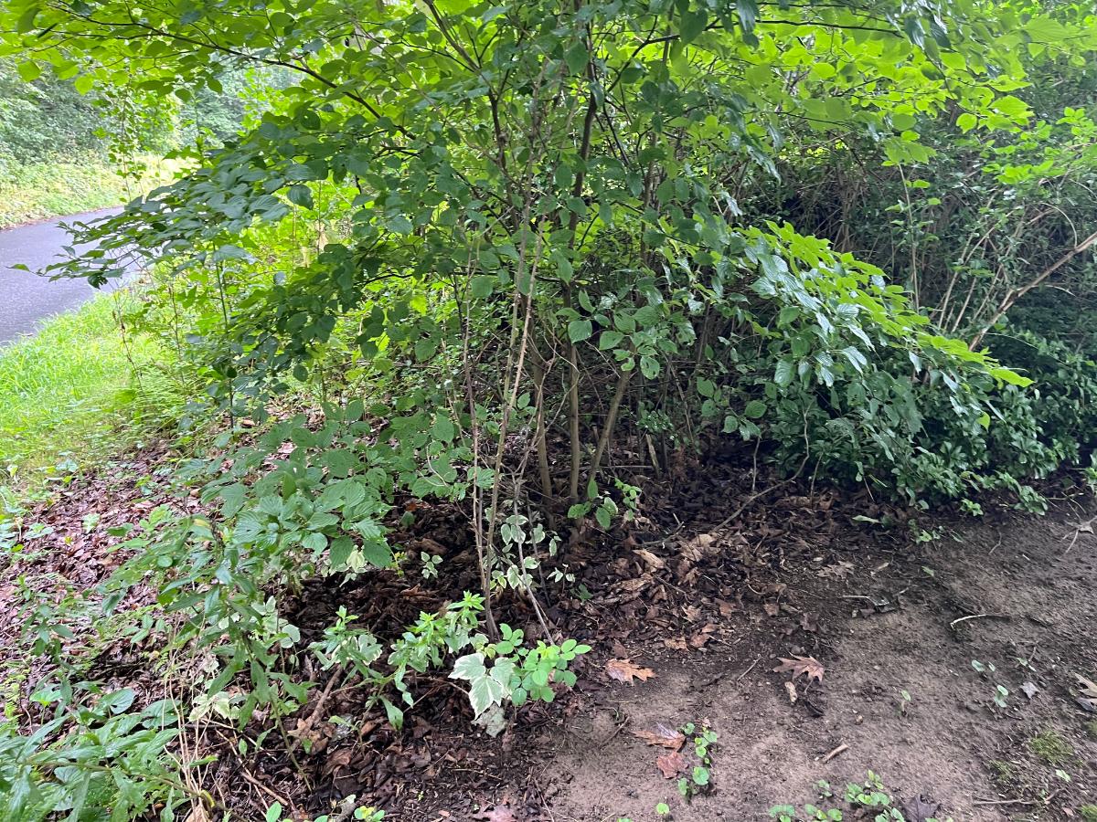 Naturalized garden soil built through chop and drop