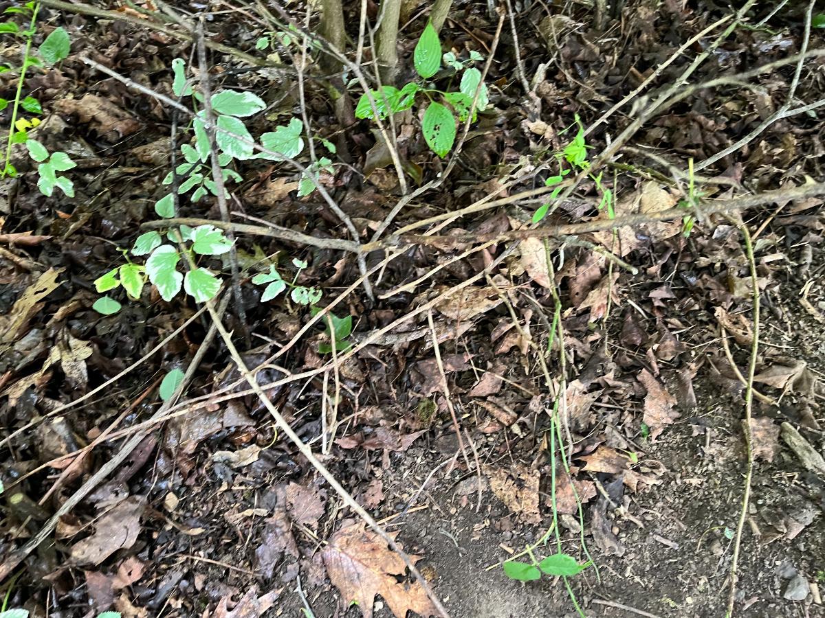 Leaves and trimmings building up perennial soil