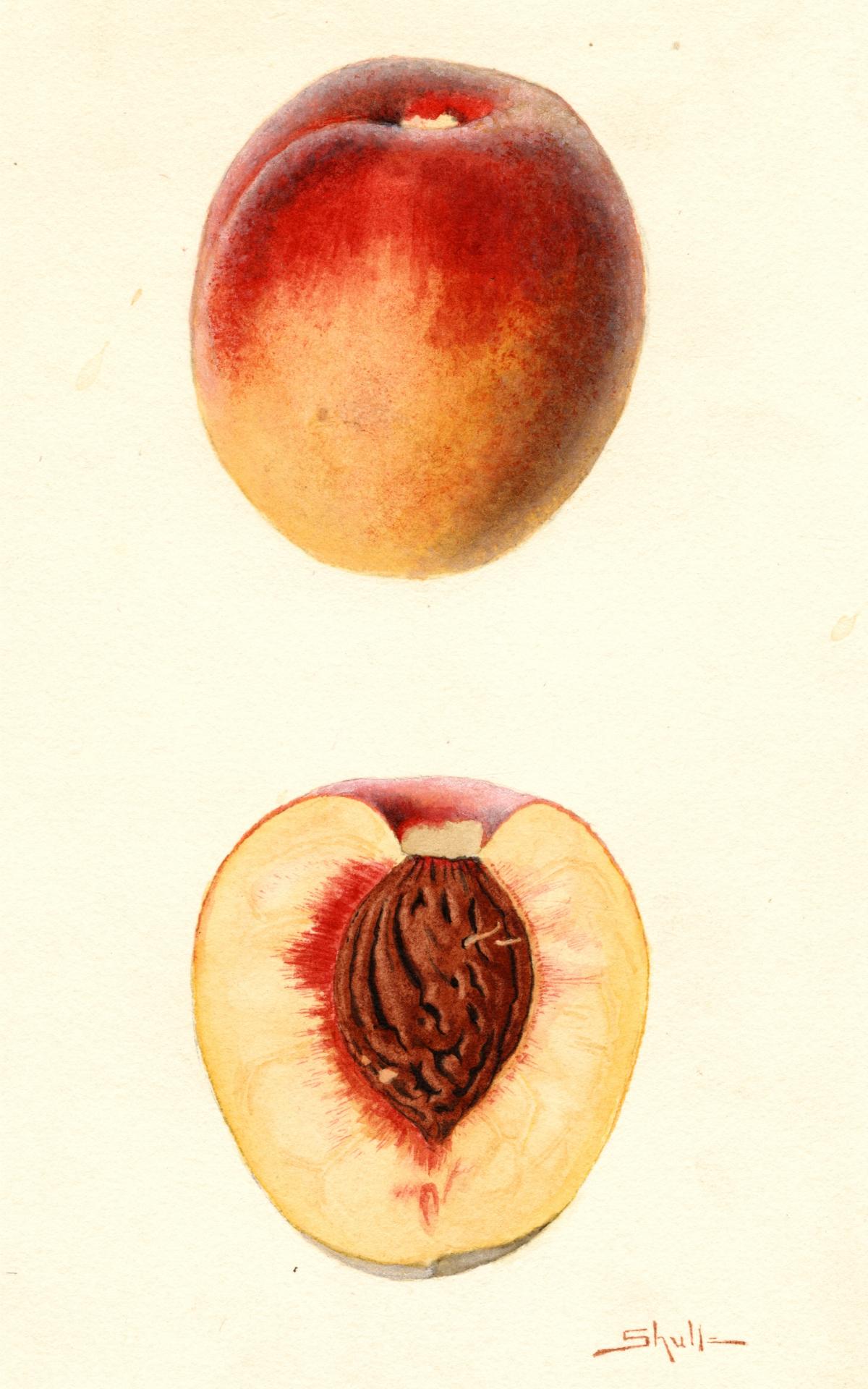 Belle of Georgia peach