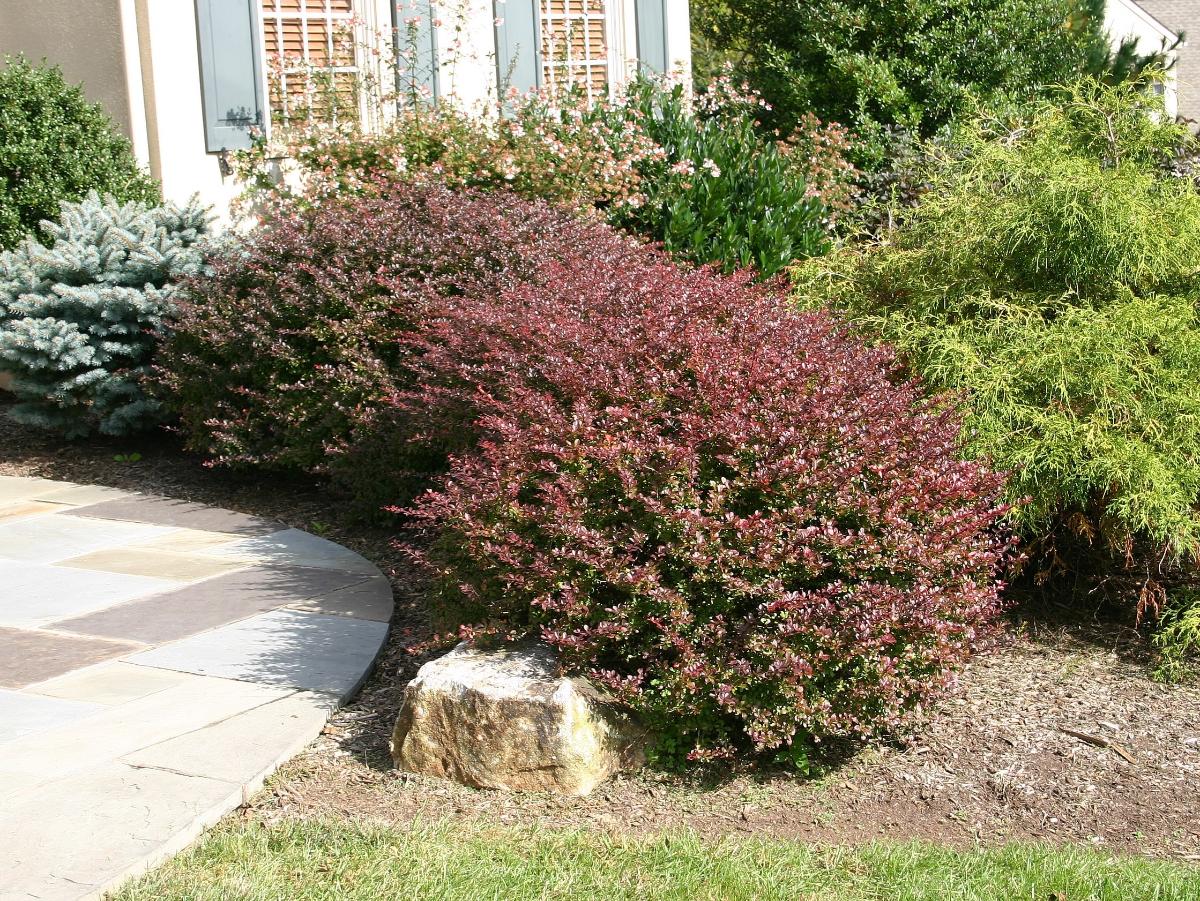 Large ornamental barberry bush