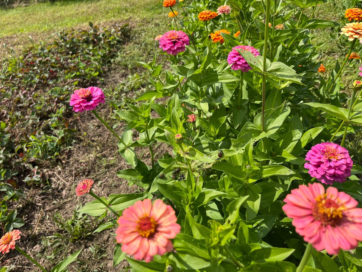 Zinnias thriving in a healthy garden