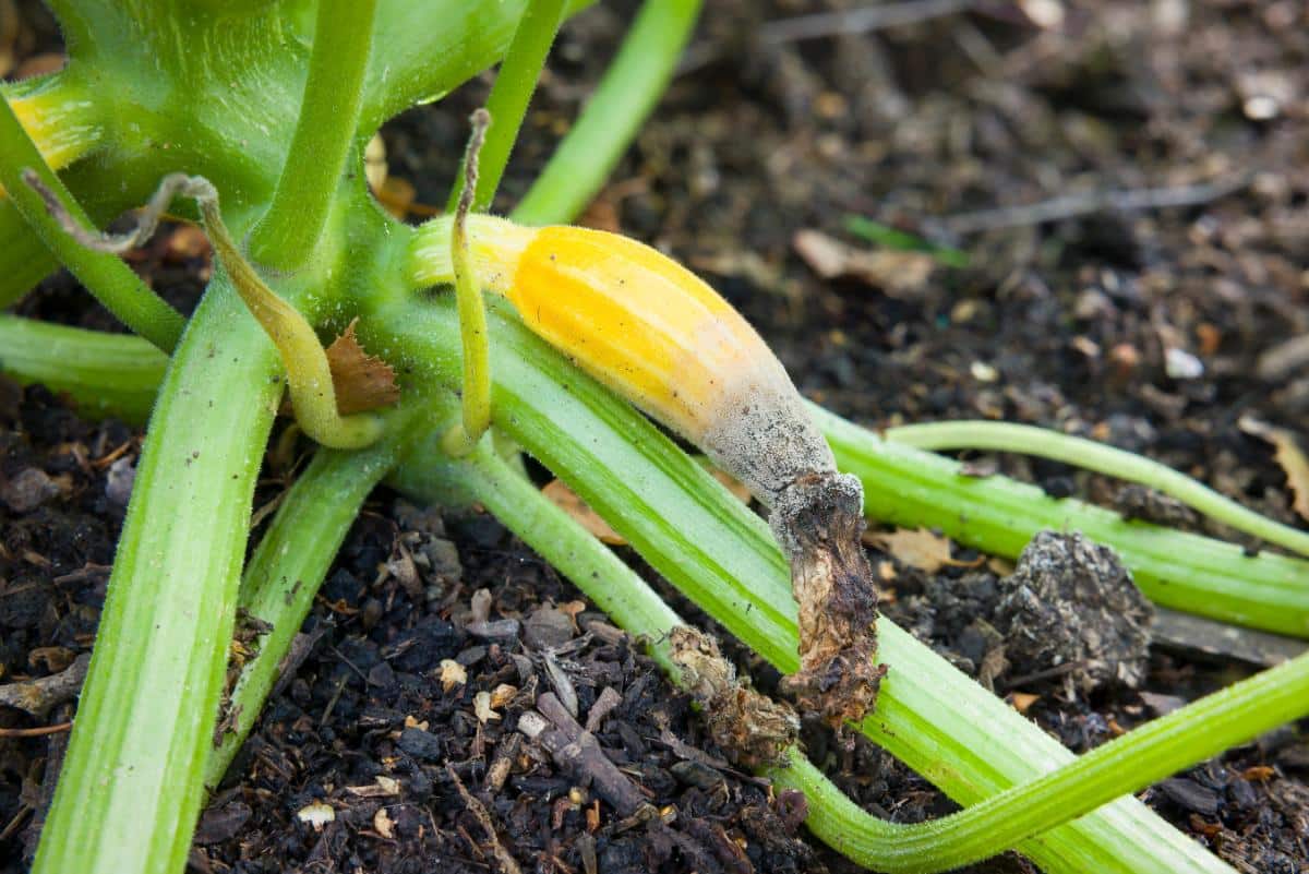 Blossom end rot on summer squash