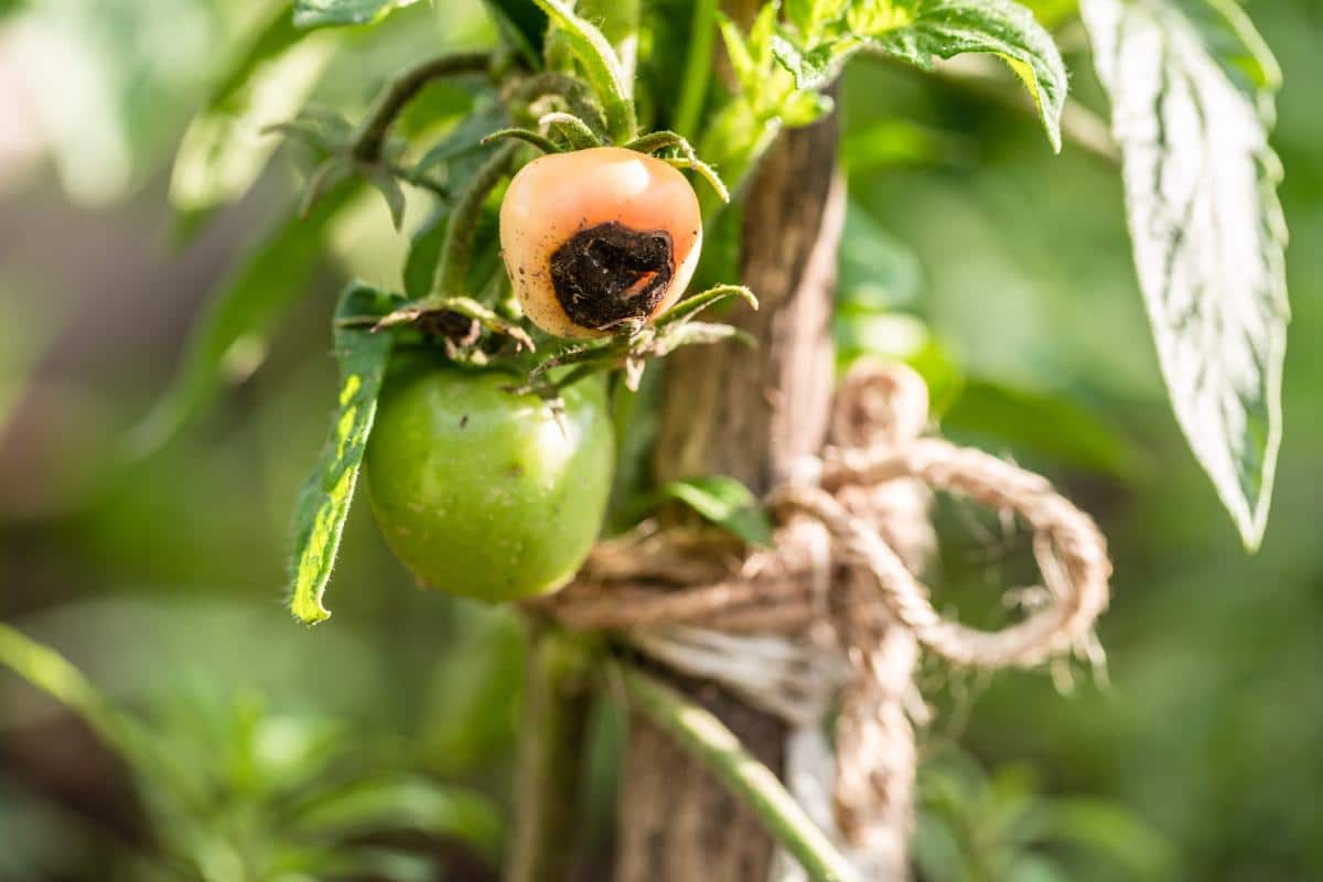 Blossom end rot on a tomato