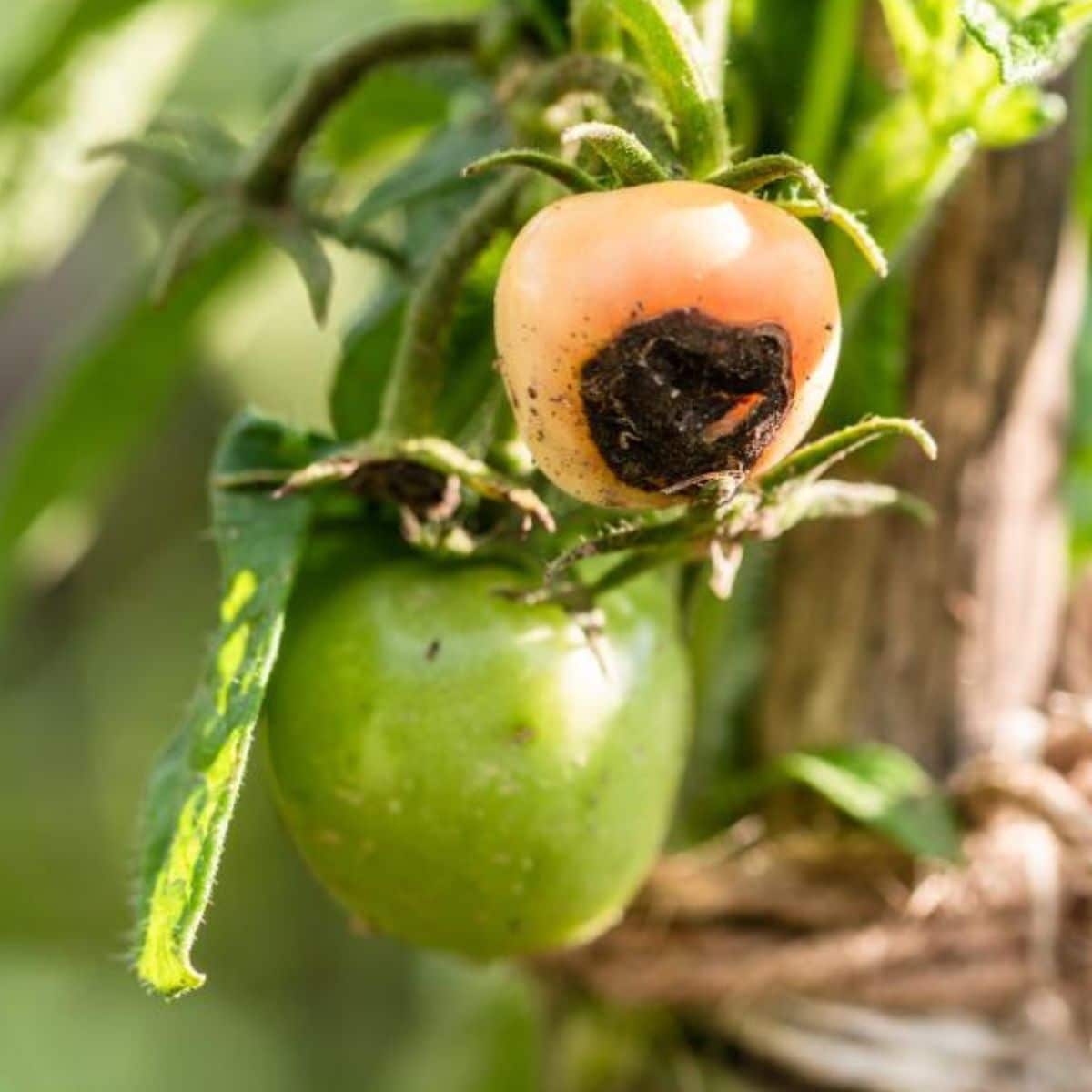 Blossom End Rot on a tomato fruit.