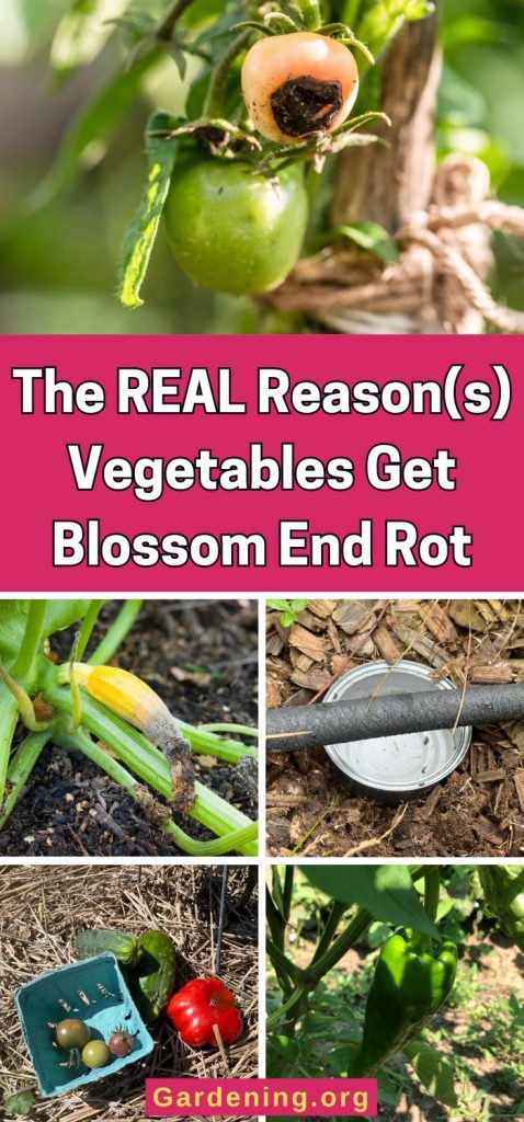 The REAL Reason(s) Vegetables Get Blossom End Rot pinterest image.