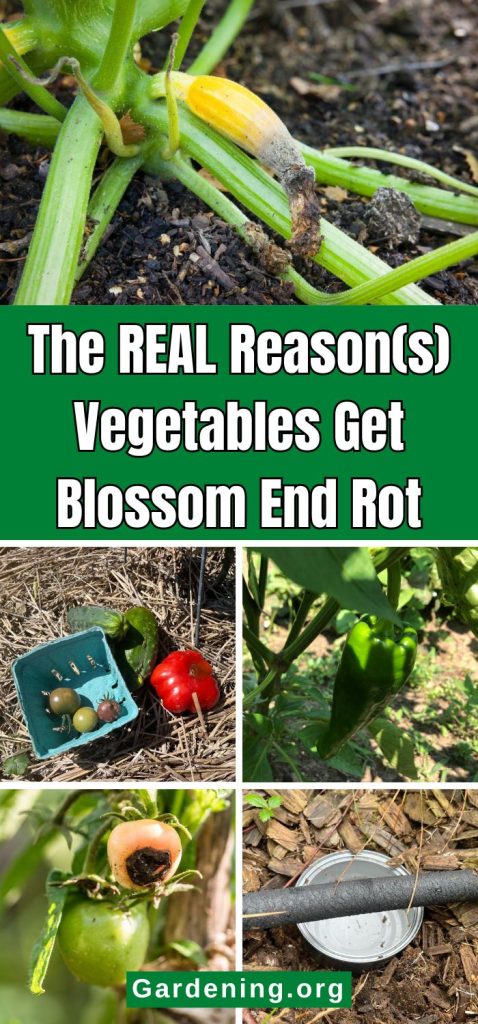 The REAL Reason(s) Vegetables Get Blossom End Rot pinterest image.