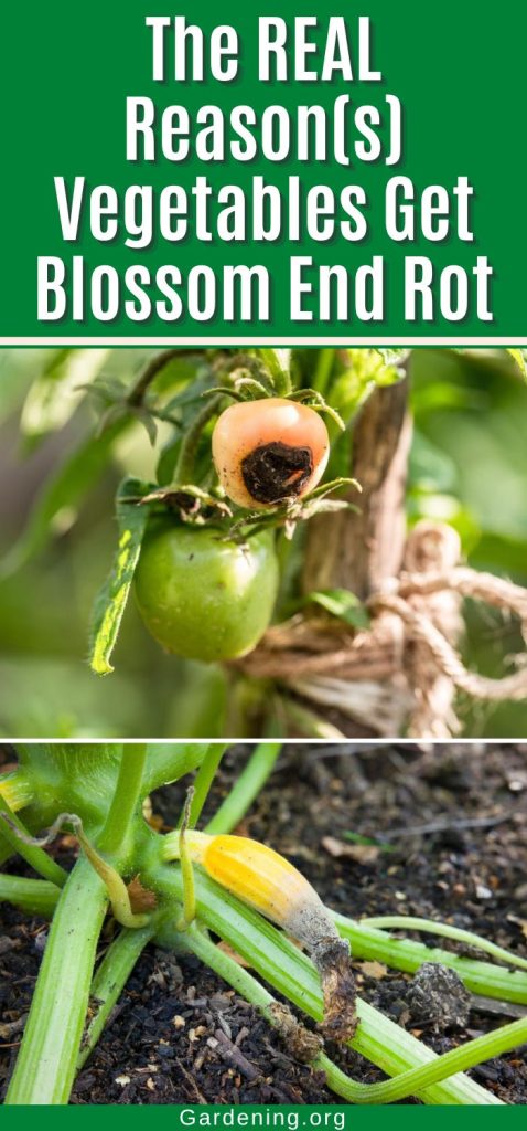 The REAL Reason(s) Vegetables Get Blossom End Rot pinterest image.