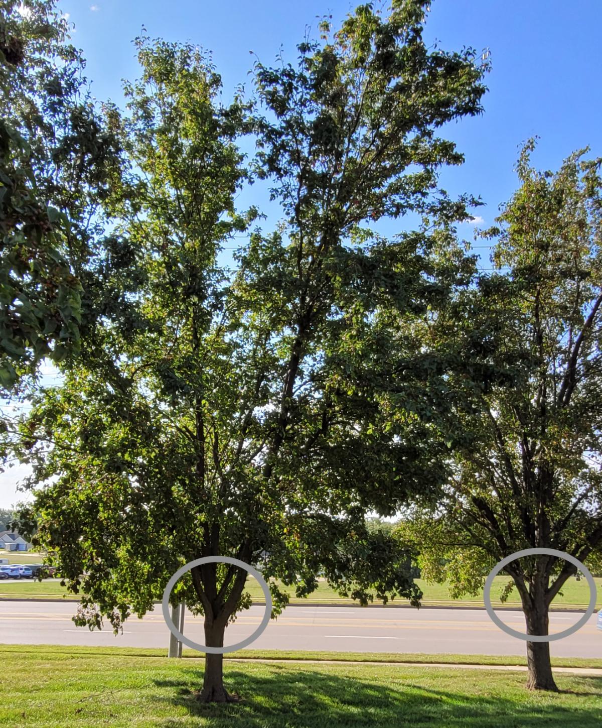 Bradford pear trees