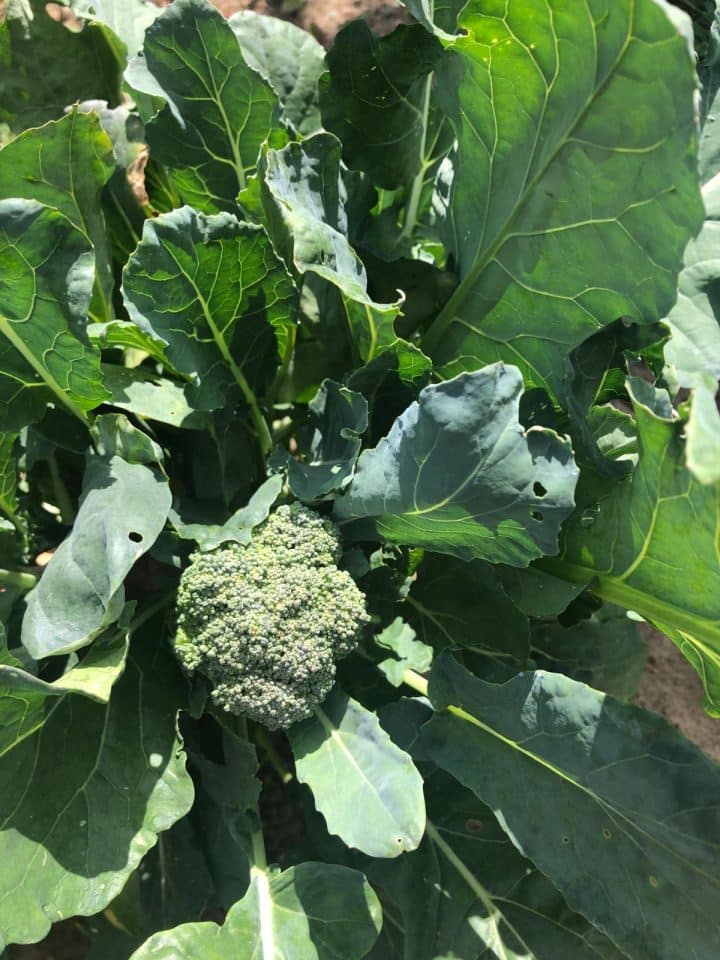 12 Things to Do with Broccoli and Brassica Leaves - Gardening