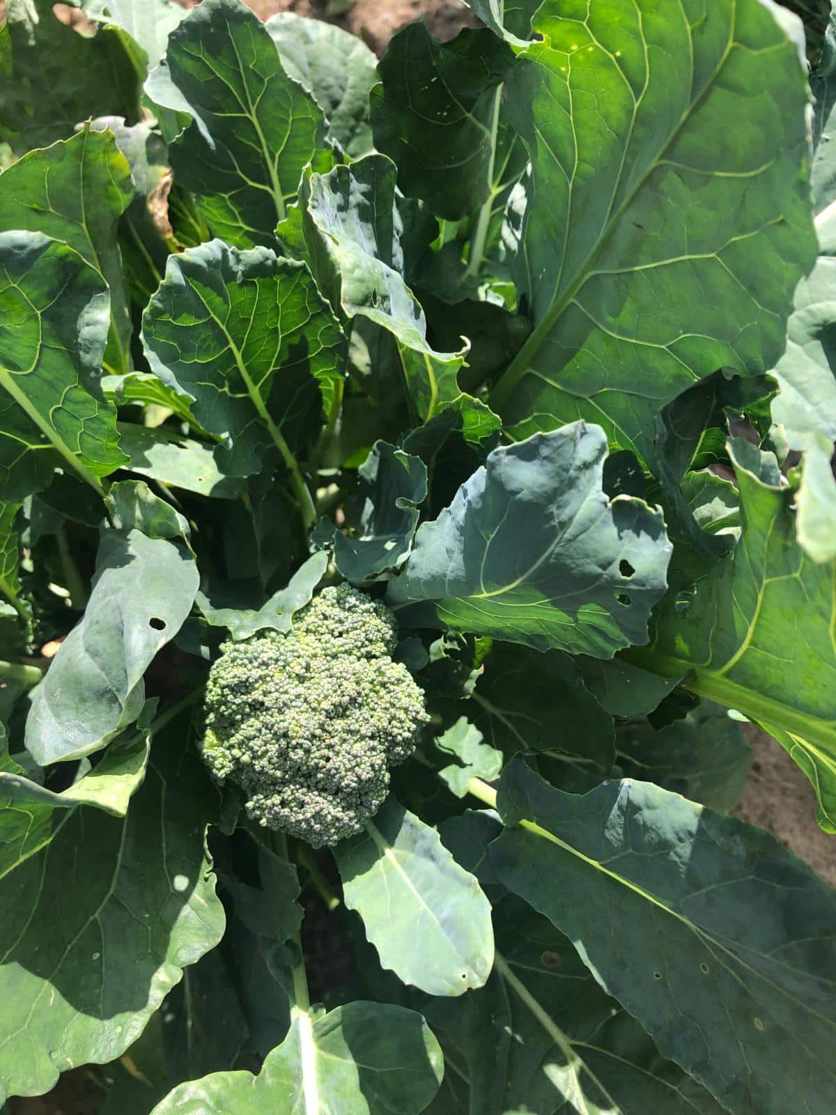 Edible leaves on a broccoli plant