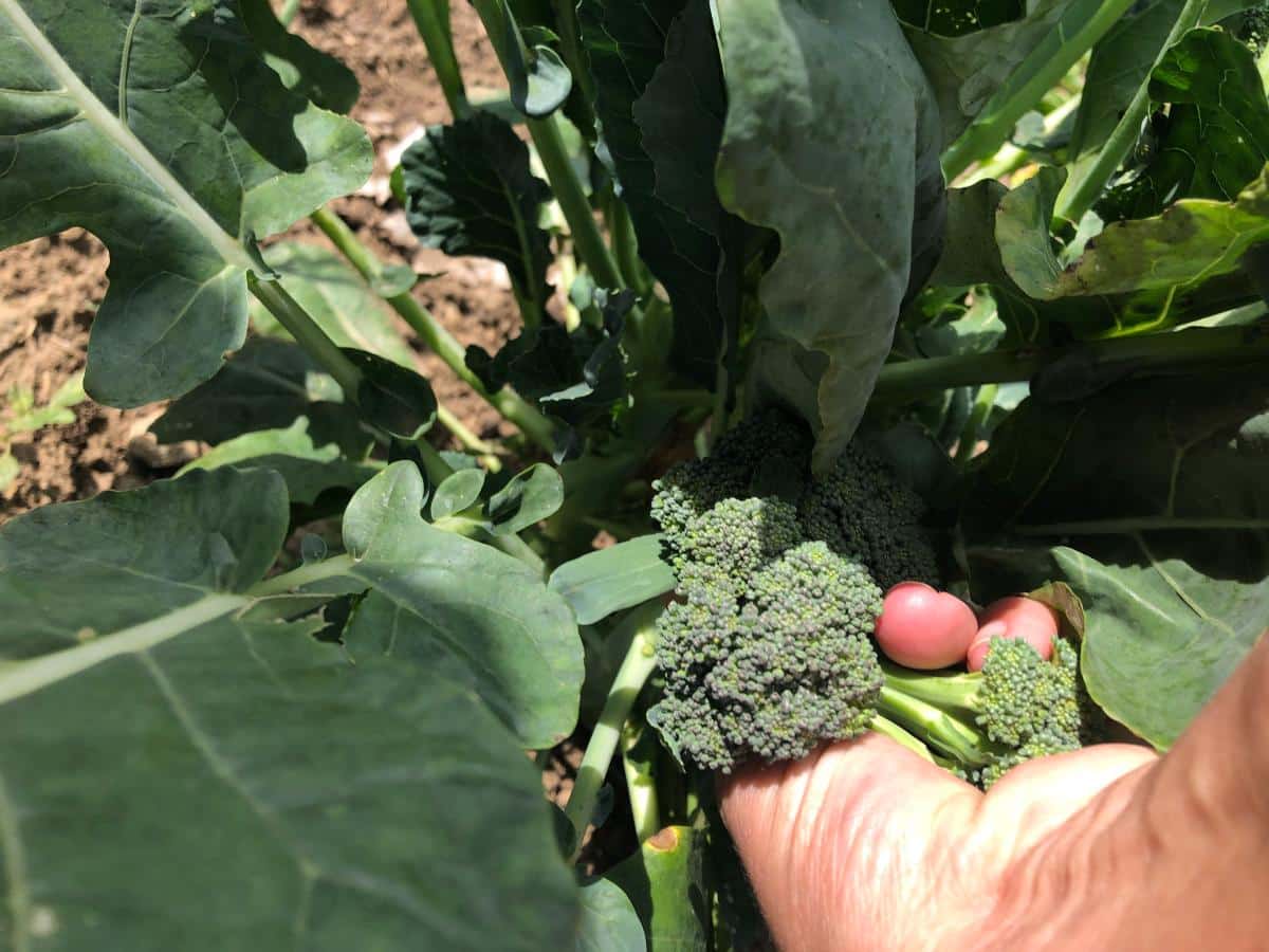 Harvesting broccoli leaves and side shoots