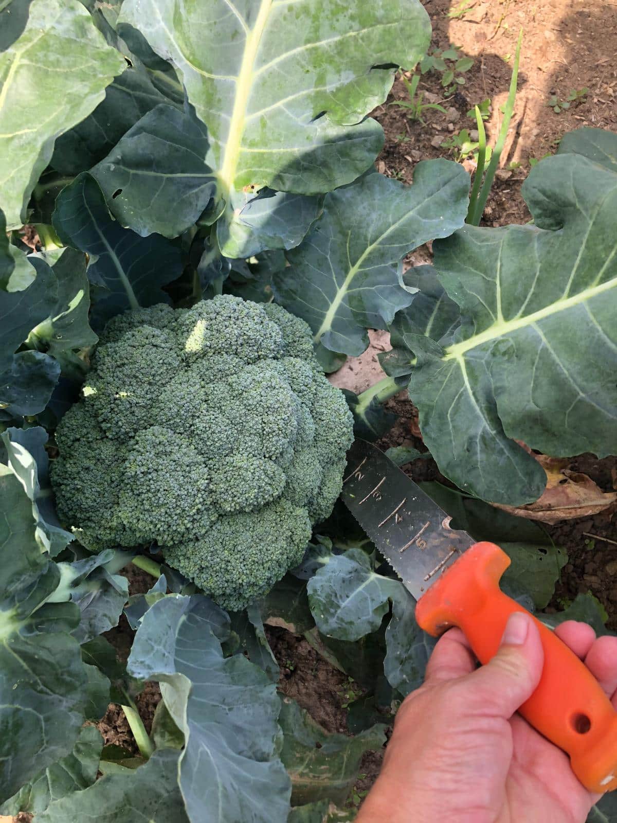 Cutting a broccoli head