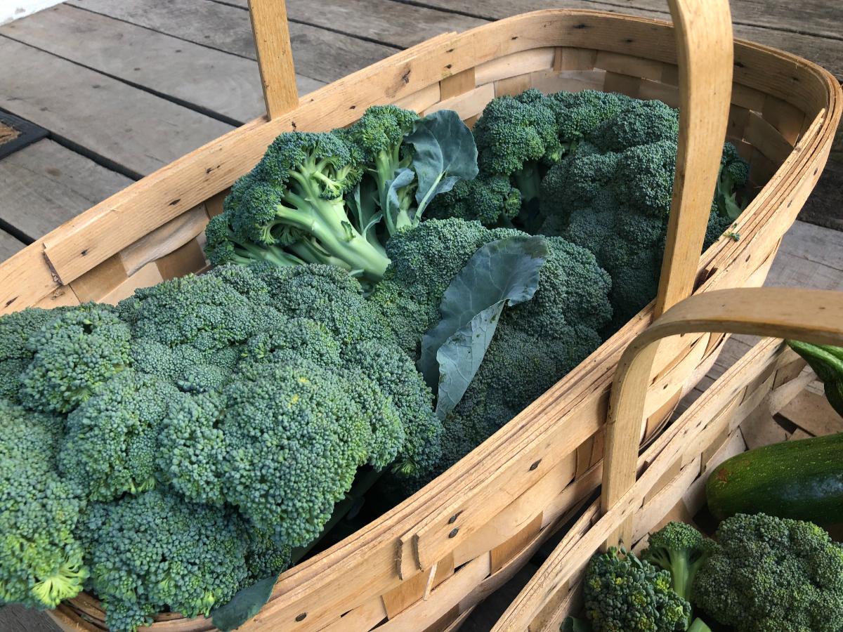 A harvest of main head broccoli