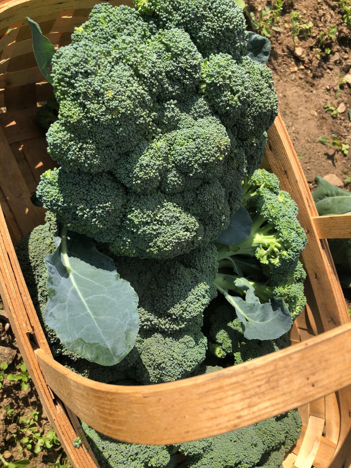 Broccoli heads harvested with leaves attached