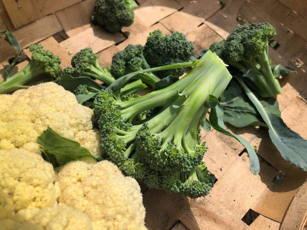 Cauliflower with broccoli side shoots