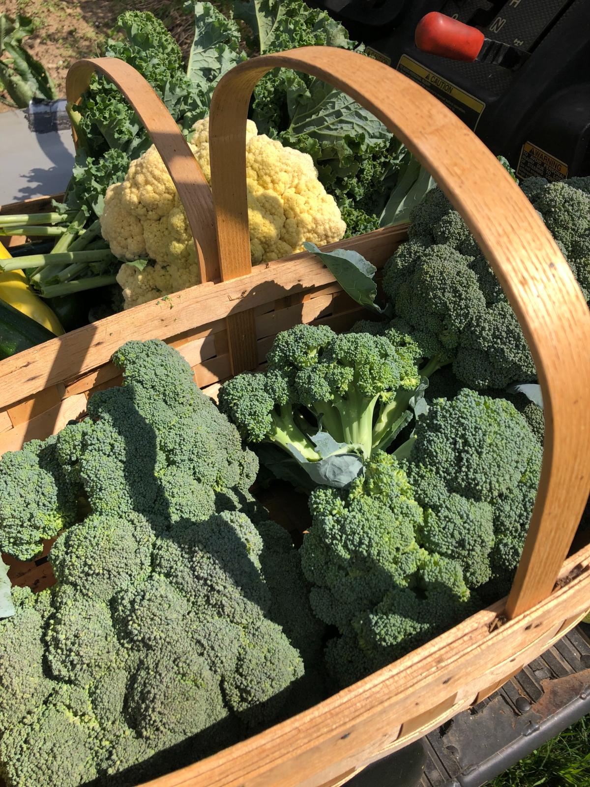 A harvest of broccoli