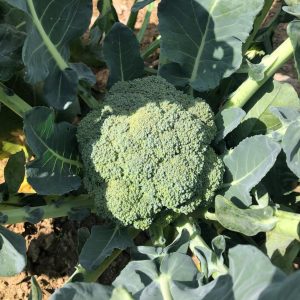 Broccoli plant ready to be harvested.